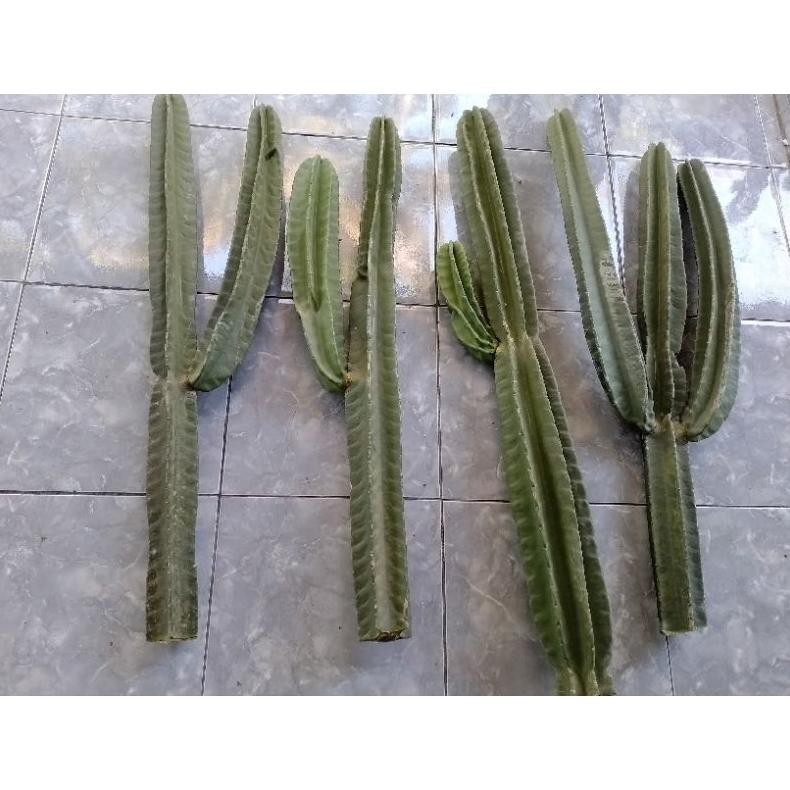 kaktus koboi cabang asli