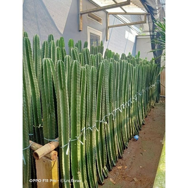 Tanaman Kaktus Koboi Ukuran 2meter / Pohon Kaktus Koboi Hidup / Tanaman Hias Kaktus Koboi Premium/ P