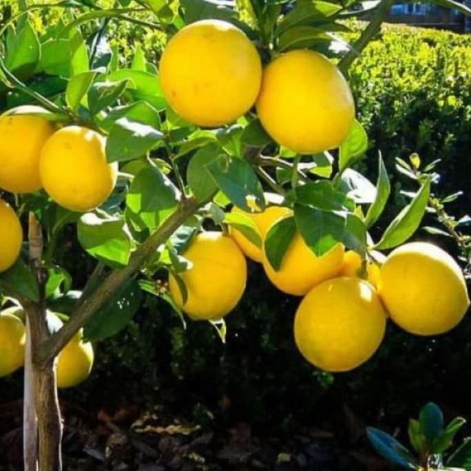 

Bibit Jeruk Lemon California Okulasi Asli Buatan Sendiri