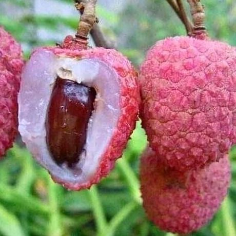 Bibit Tanaman Buah Leci Merah-Bibit Pohon Leci Merah Cangkok Asli [terbaik]