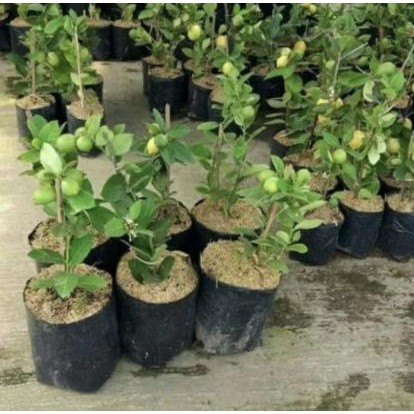 

Bibit Tanaman Buah Jeruk Lemon Sudah Berbuah [terbaik]