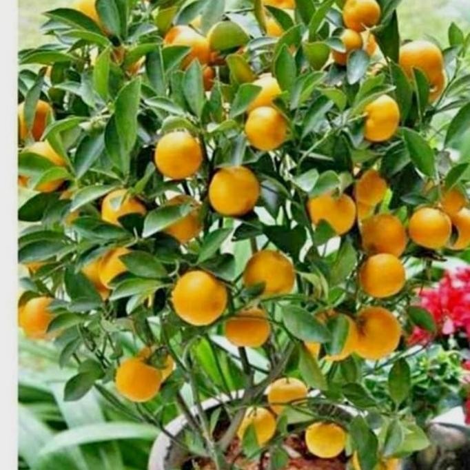 

tanaman bibit buah jeruk santang MANTEP