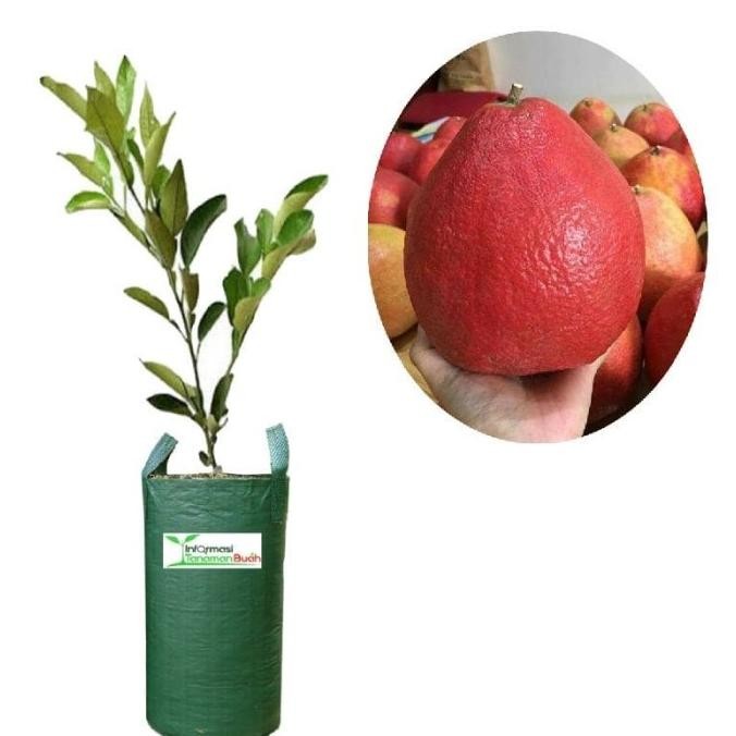 

BIBIT TANAMAN BUAH JERUK PAMELLO MERAH MANTEP