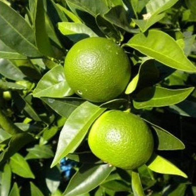 

Bibit Tanaman Buah Jeruk Keprok Siam Madu Berbunga at Berbuah MANTEP