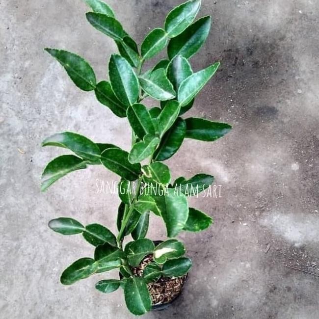 

Tanaman Jeruk Purut / Bibit Buah Jeruk Purut MANTEP