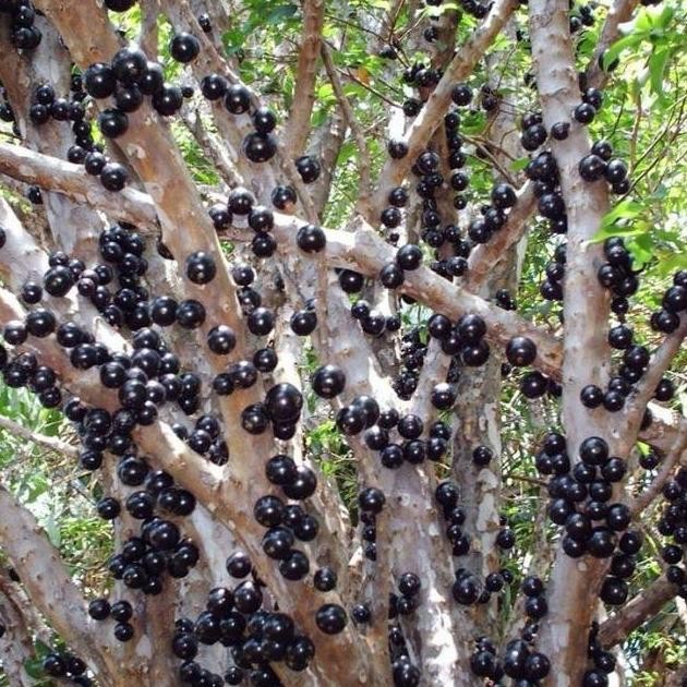 

Bibit tanaman buah anggur Bril jaboticaba MANTEP