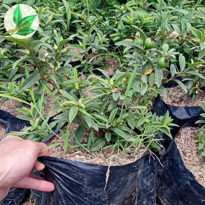 bibit tanaman buah jambu mini biji lunak bahan bai MANTEP