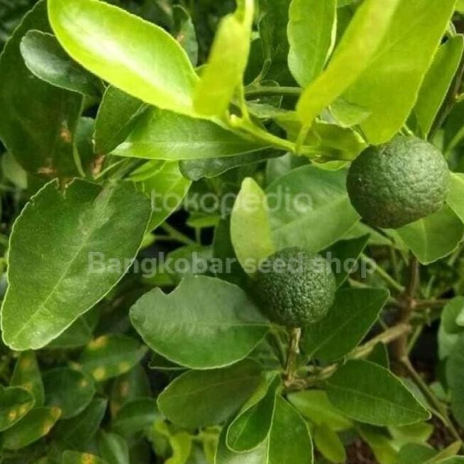 

Bibit tanaman buah jeruk lim jeruk sambal MANTEP