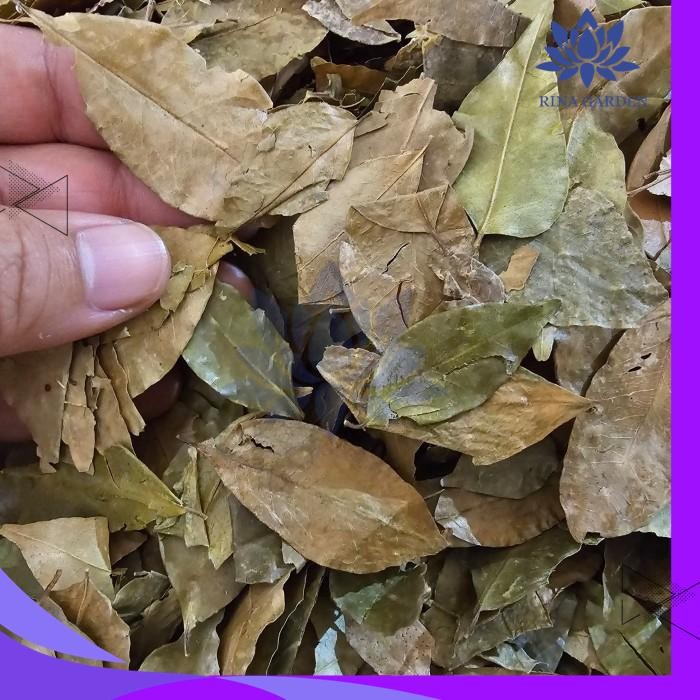 

DAUN KEMUNING KERING 500GR BEST PRODUCT