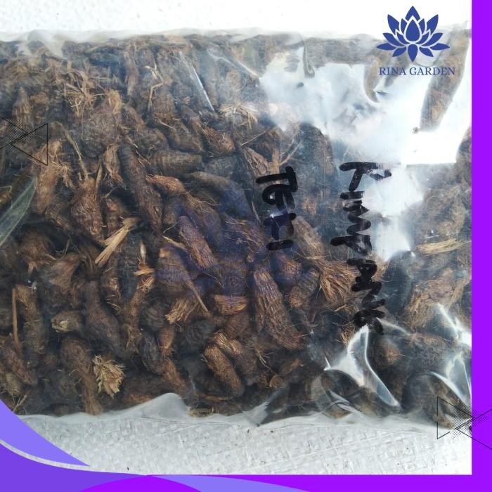 

RIMPANG RUMPUT TEKI / UMBI SUKET TEKI , 1KG - SURABAYA BEST SELLER