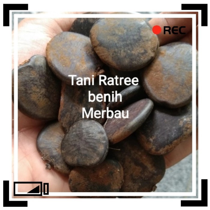 Benih Merbau 500 Gram -Gratisongkir