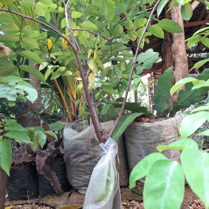Pohon Buah Blimbing Madu Sudah Berbuah// Bibit Buah Blimbing Bangkok -Gratisongkir