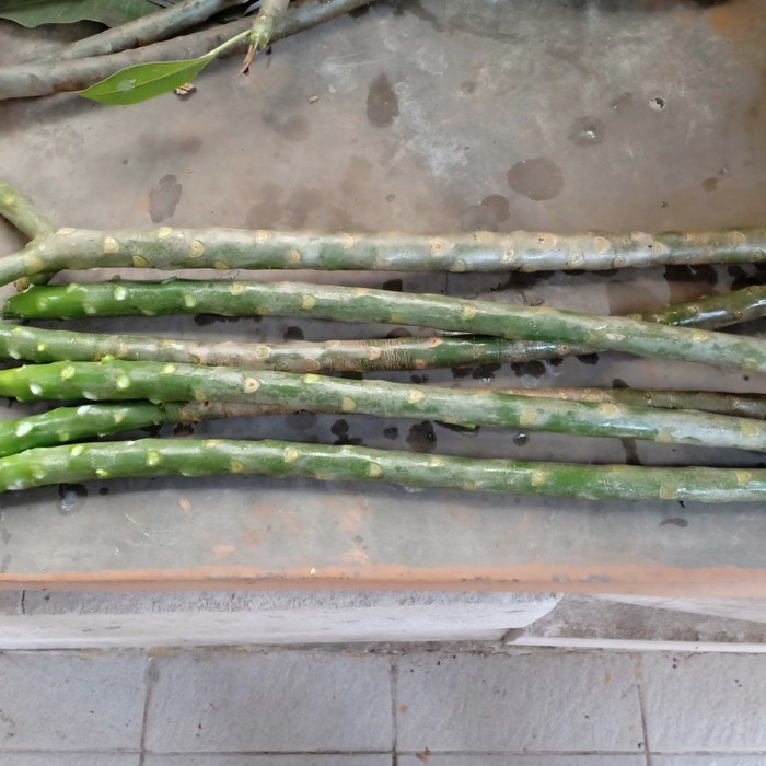 Bibit Stek Pohon Kamboja Bali Atau Plumeria Merah Hitam Bludru -Gratisongkir