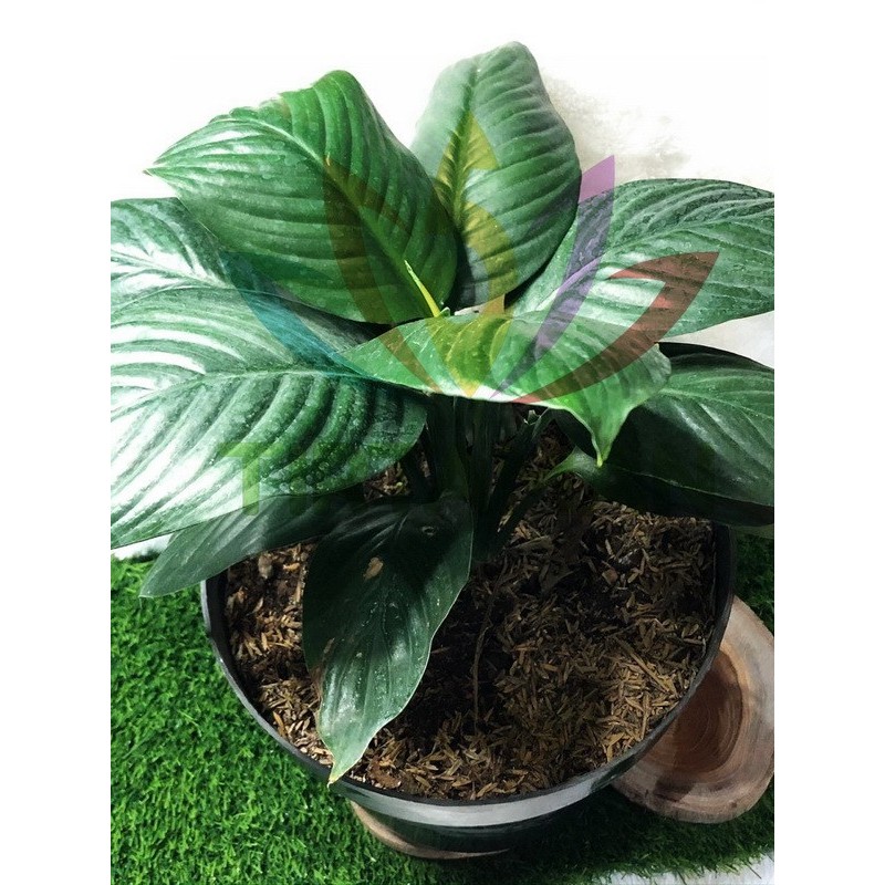 Giant Peace Lily Bangkok (Spathiphyllum Cochlearispathum) -Gratisongkir