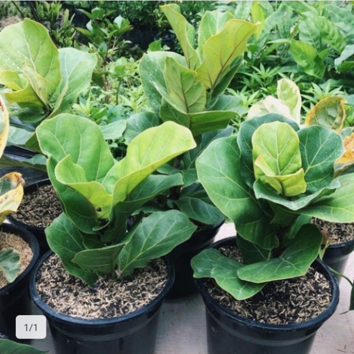 Ketapang Biola Mini Tanaman -Gratisongkir