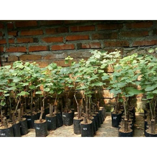 

BIBIT ANGGUR IMPOR FAVVOR