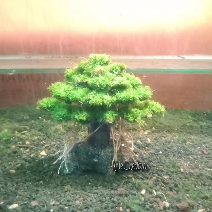 hiasan aquarium aquascape pohon bonsai umbrella include moss A22S