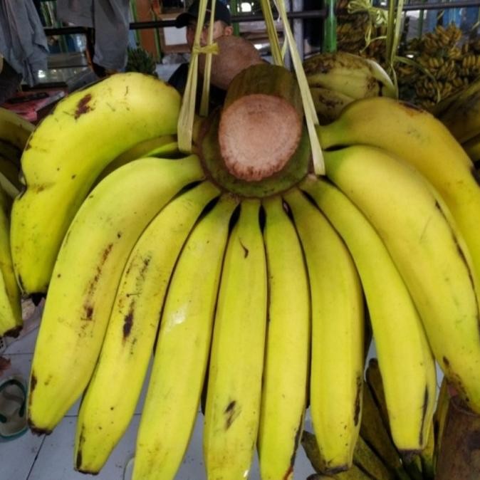 Bibit Pisang Ambon Kuning
