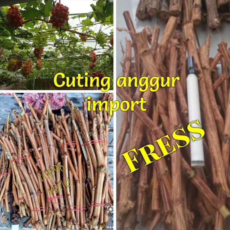 Cutting  Anggur impor fresh langsung semai