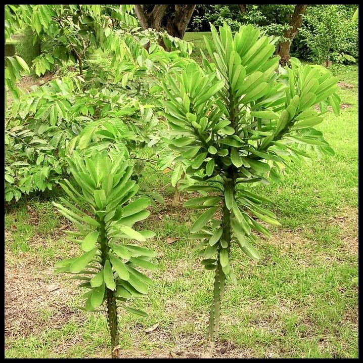 TERBARU BIBIT POHON EUPHORBIA NERIIFOLIA KAKTUS SUKULEN TANAMAN SUDU SUDU 2030 