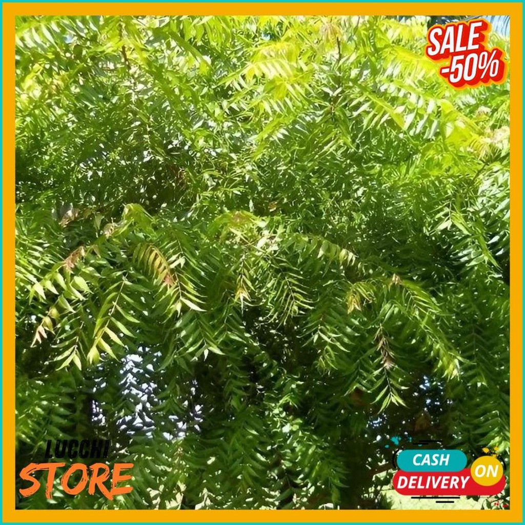 

Herbal Daun Mimba Segar 1Kg (Cod)