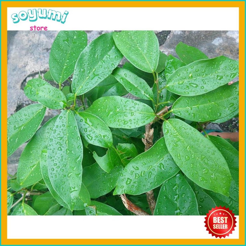 

1Kg Daun Cincau Hijau / Daun Cincau Perdu (Lagi Rame)