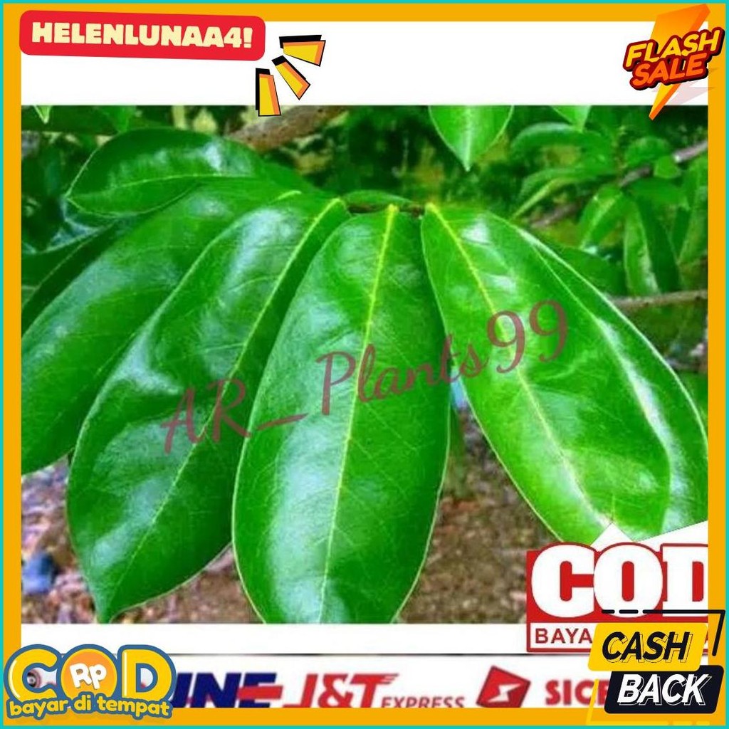 

Daun Sirsak 100 Lembar Anti Kanker Anti Tumor Masih Segar Fresh (Cod)
