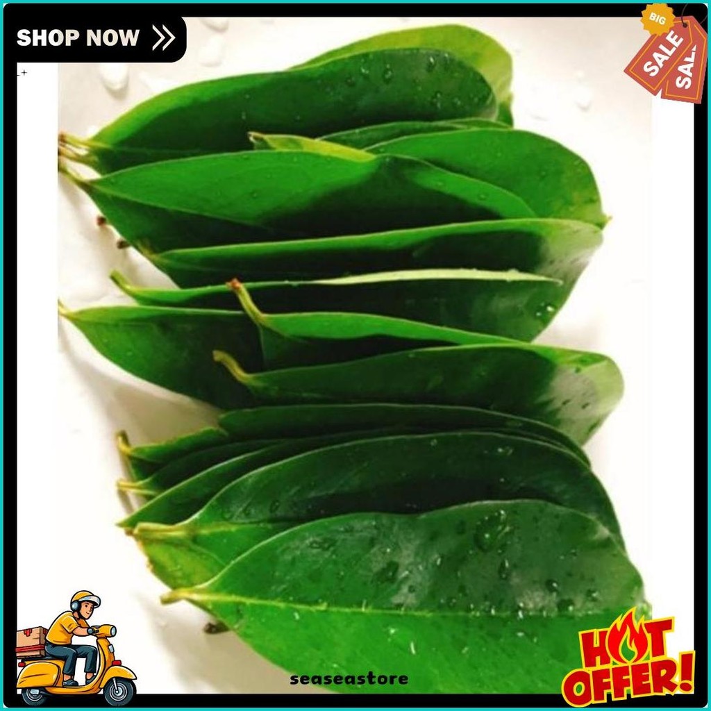 

Daun Sirsak Press /100Lebar (Murmer)