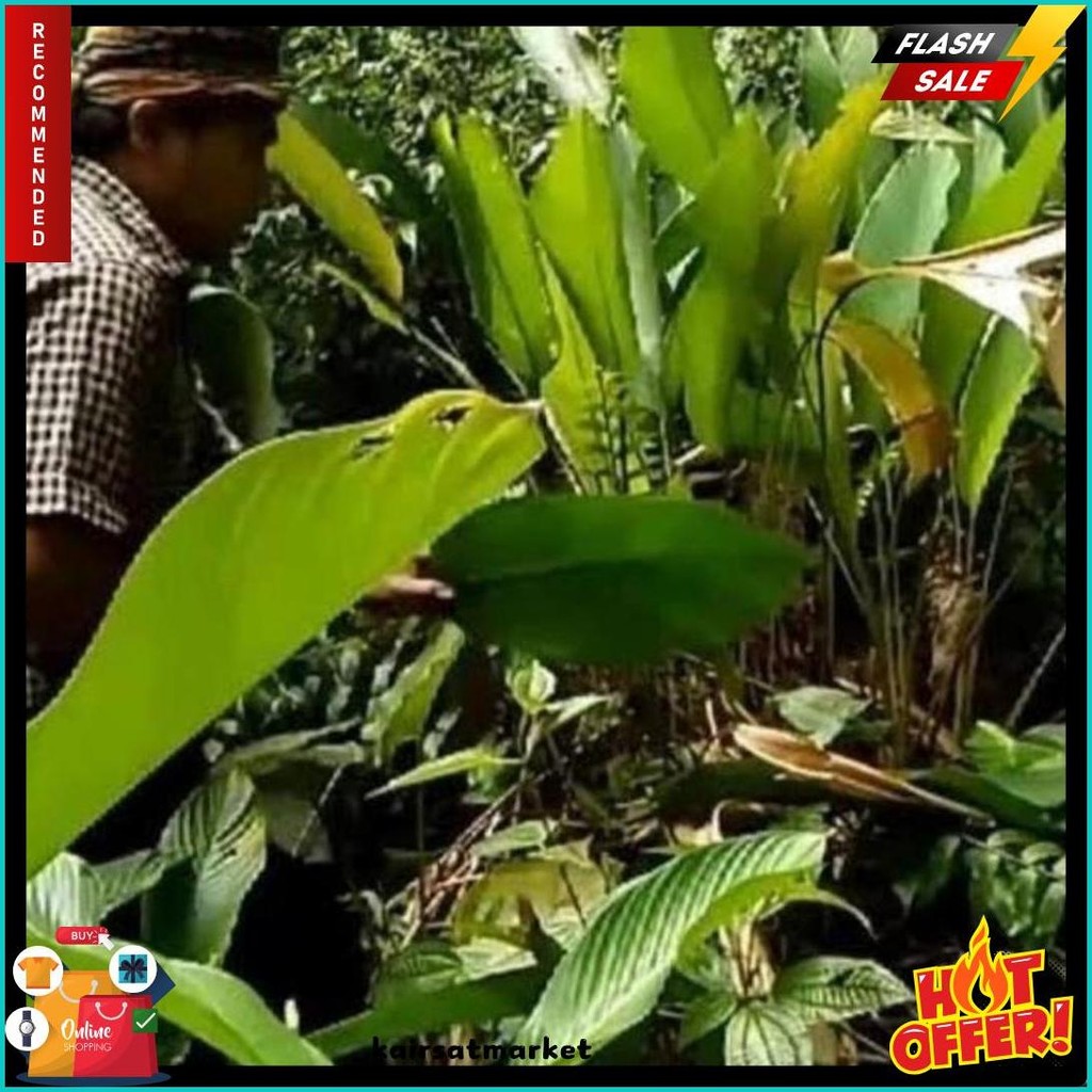 

Daun Lipung Daun Patat Daun Pembungkus Lontong (6.6)