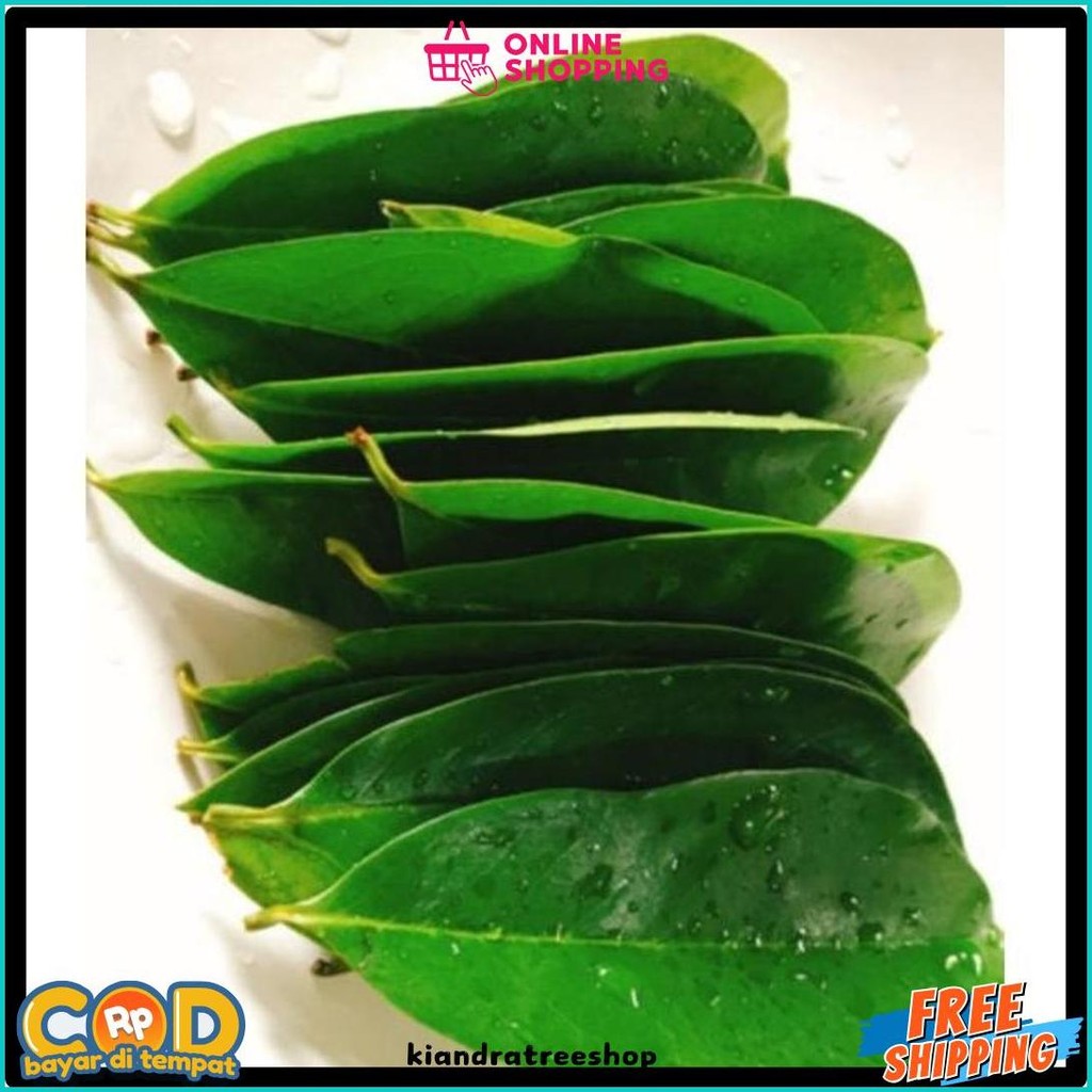 

Daun Sirsak Press /100Lebar (Lagi Diskon)