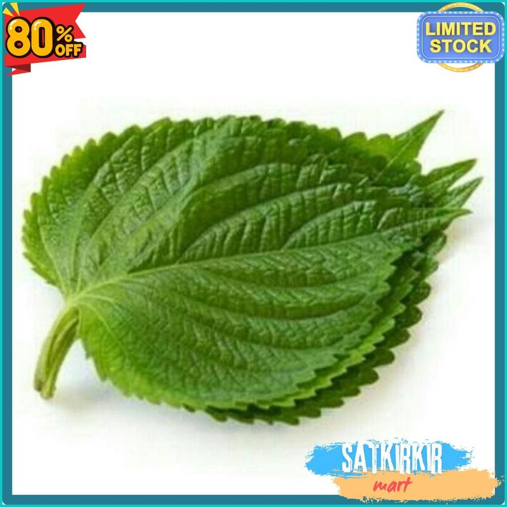 

Perila Leaf Fresh - Daun Wijen Muda Untuk Bungkusan Bbq 100Gr (Lagi Rame)