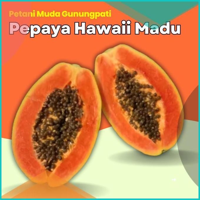 Pepaya Hawaii Madu Manis Harum Petani Muda Gunungpati Semarang Buah 11