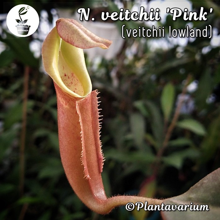 Tanaman Karnivora Kantong Semar Nepenthes Veitchii Pink