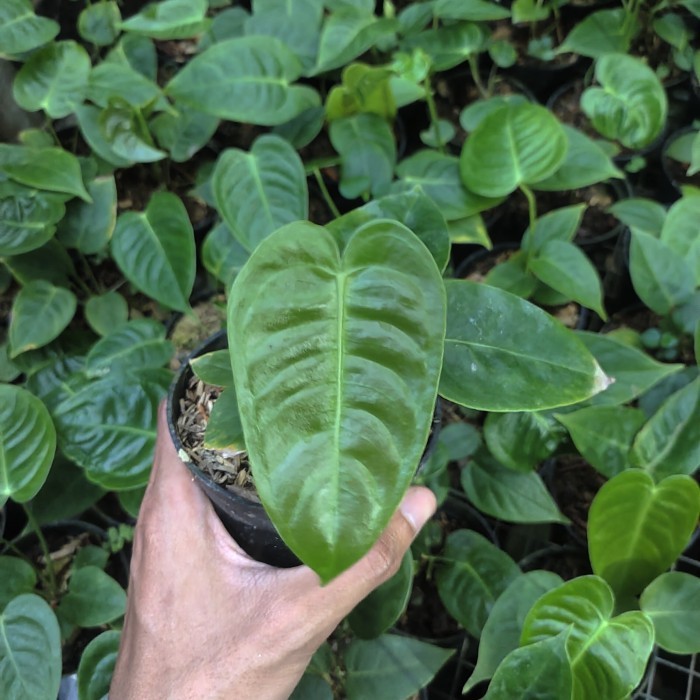 anthurium vietchii king original narrow