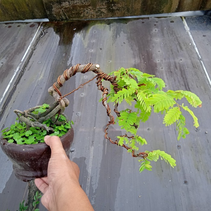 bonsai asem jawa