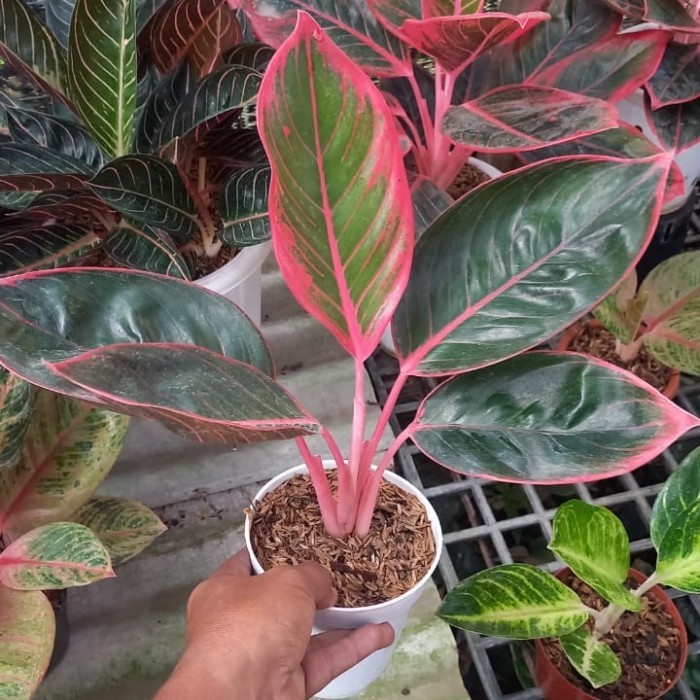 aglonema khanza