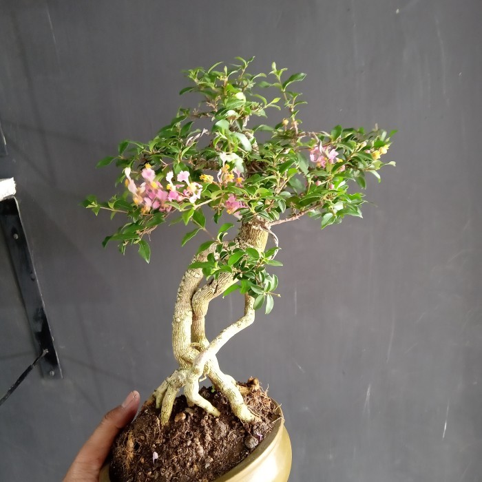bonsai sakura micro jadi tinggal pajanh