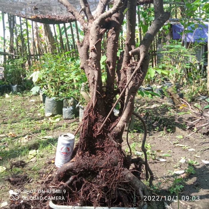 bahan bonsai beringin iprik ficus asli dongkel