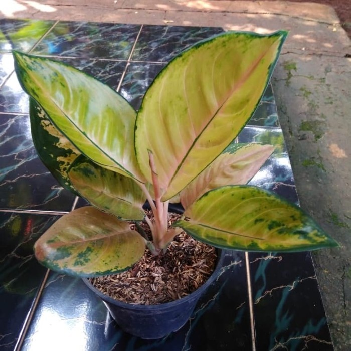 Tanaman hias aglonema sultan brunei - aglonema langka dan cantik