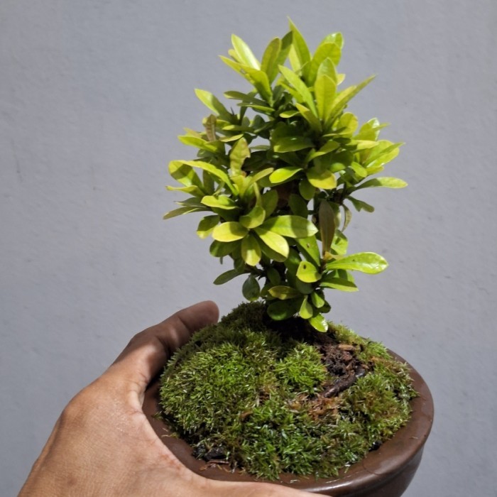 Bonsai Mame Asoka