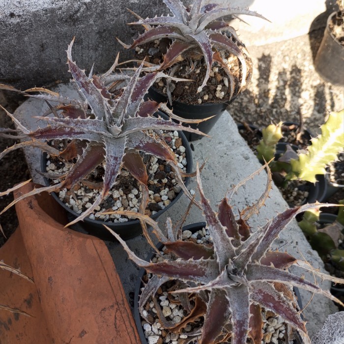Dyckia