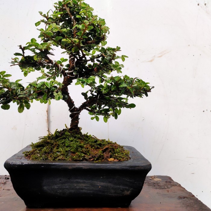 bonsai mame ulmus super mikro sudah pakai pot