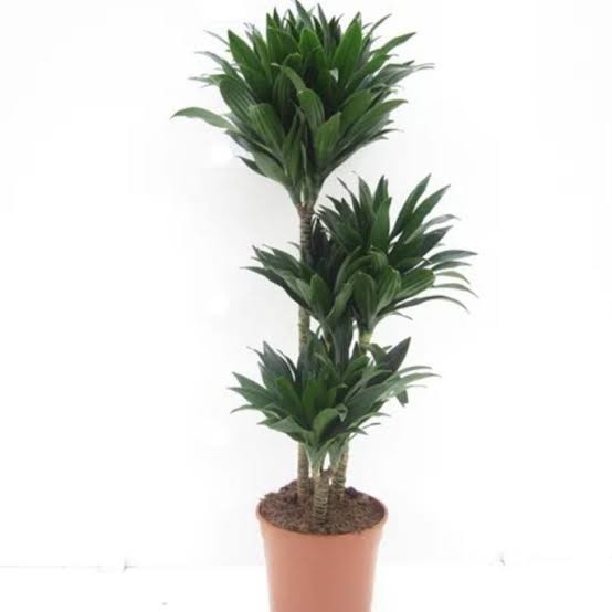 Dracaena Janet Craig compacta tanaman hias indoor ruangan Cabang 3