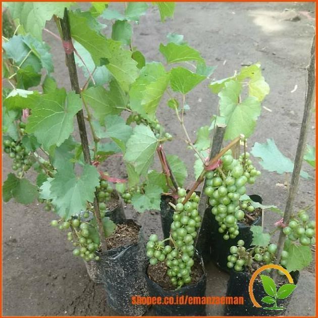 N3Ng Bibit Pohon Anggur Sudah Berbuah / Tanaman Anggur