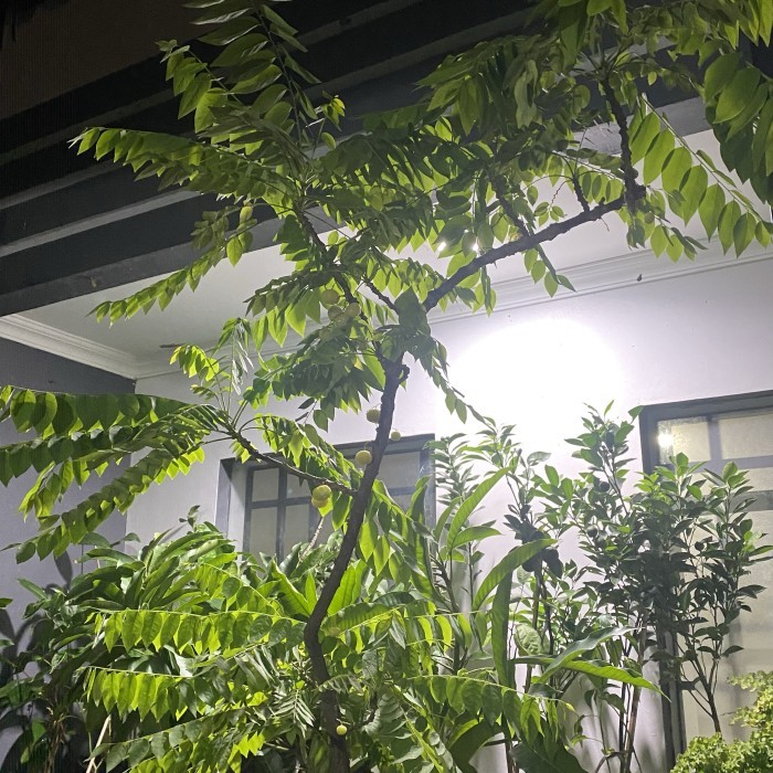 tanaman buah cermai // sudah berbuah