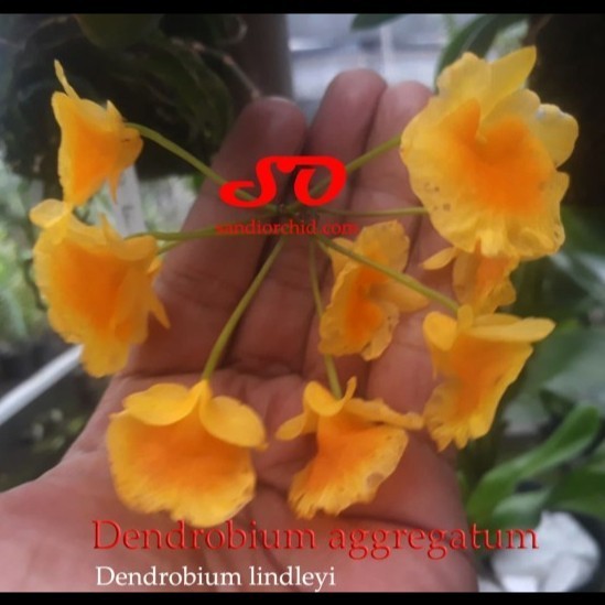 Dendrobium agregatum