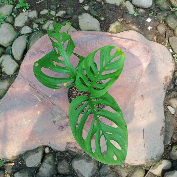 monstera esqueleto epipremnoides