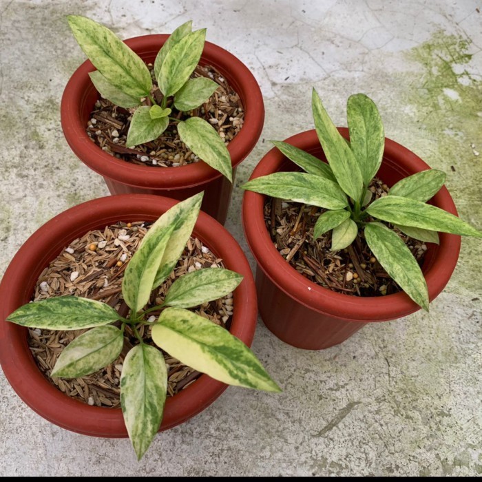 anthurium vittarifolium variegata anthurium dasi varigata