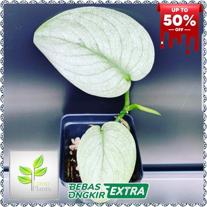 scindapsus silver hero platinum - tanaman scindapsus silver platinum