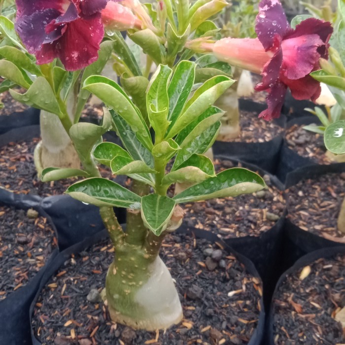 adenium bunga tumpuk size B